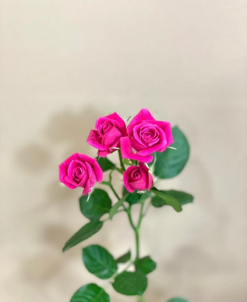 スプレーバラ アリシアピンク 花屋 はな輔