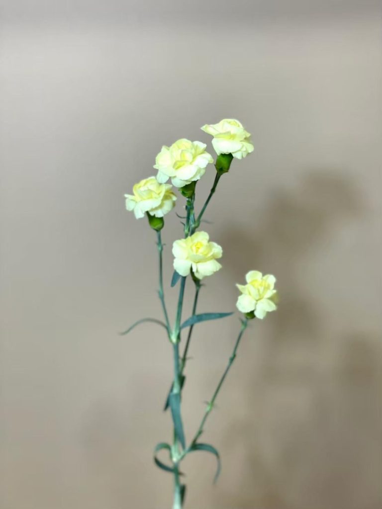 スプレーカーネーション イエロープリン 花屋 はな輔