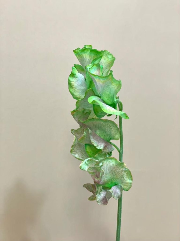 スイトピー ピンクモヒート 花屋 はな輔