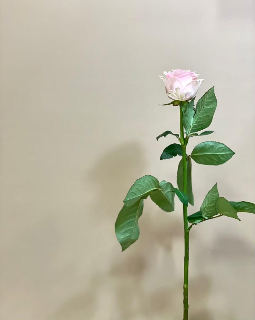 バラ リメンブランス 花屋 はな輔