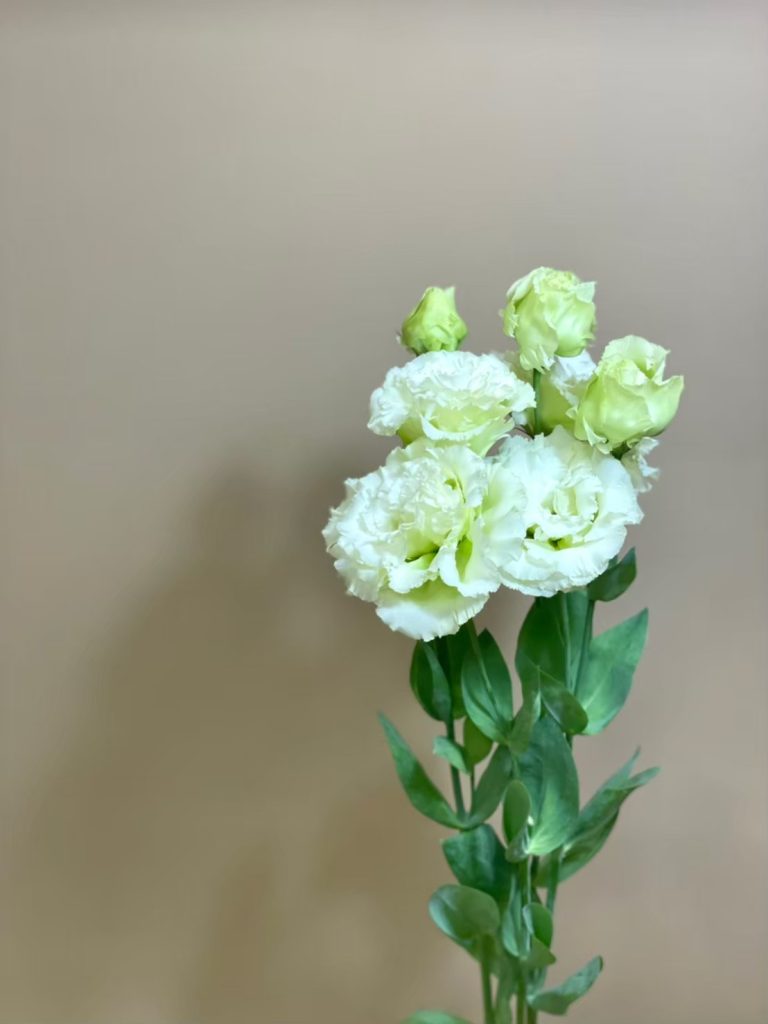 トルコキキョウ ボヤージュミドリ 花屋 はな輔