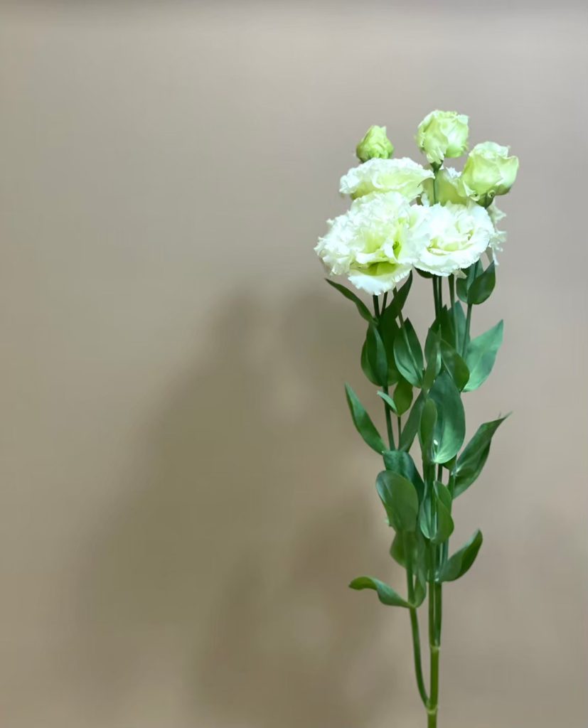 トルコキキョウ ボヤージュミドリ 花屋 はな輔