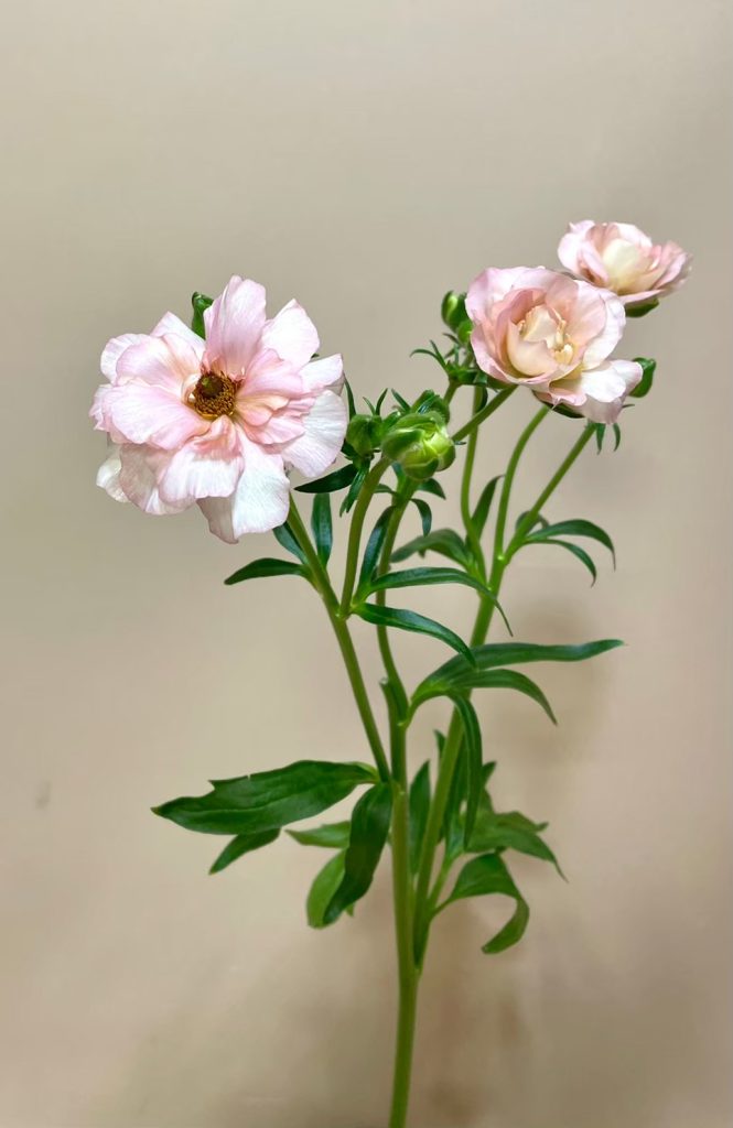 ラナンキュラス ラックスアリアドネ 花屋 はな輔