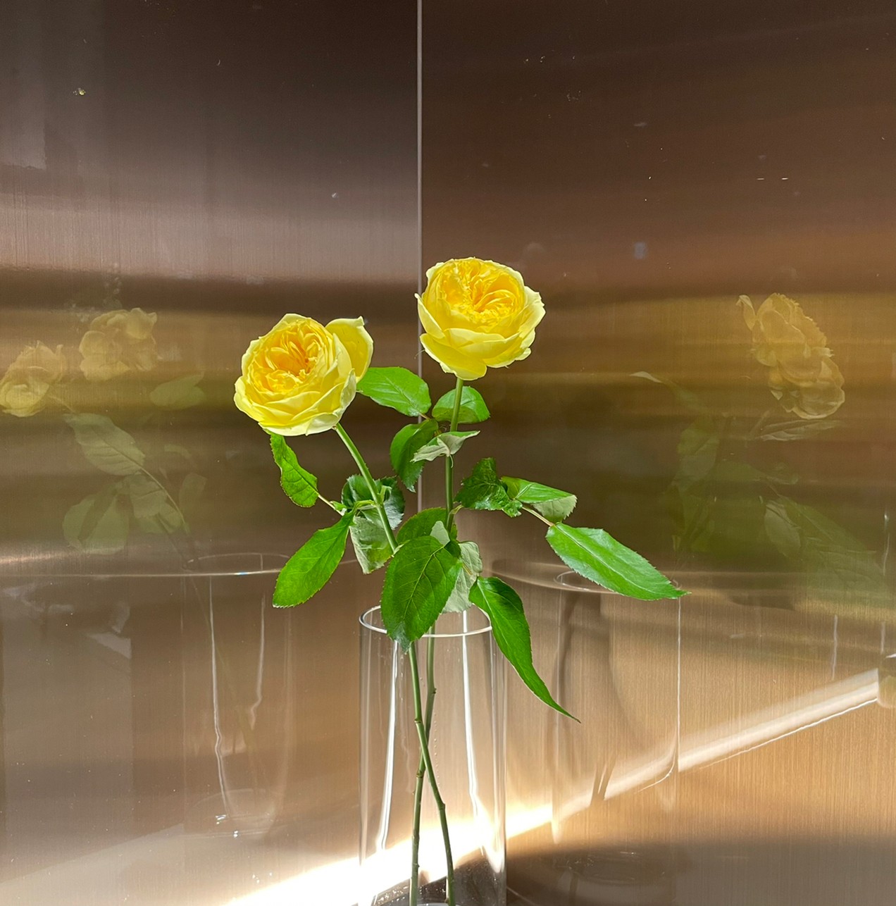 バラ『フォセット』 | 花屋 はな輔